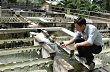 Sản xuất gắn với bảo vệ môi trường 